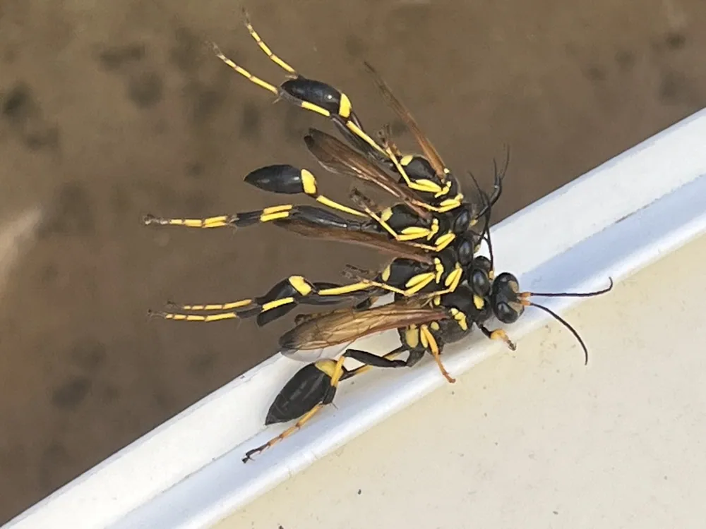 د Yellow-legged mud dauber عکس