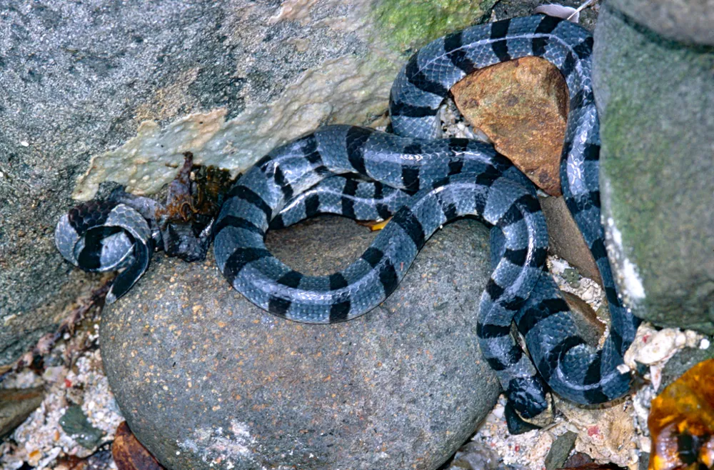 د Yellow-lipped sea krait عکس