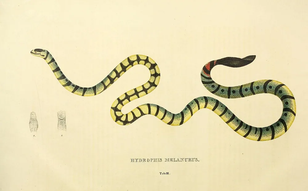 عکس Yellow sea snake