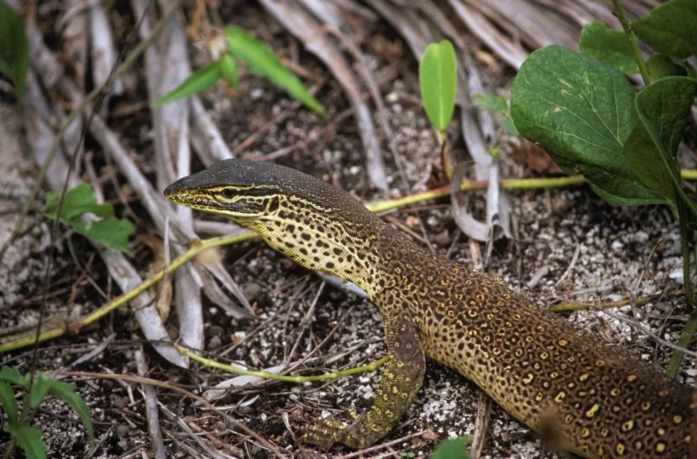 Foto ya Yellow-spotted monitor