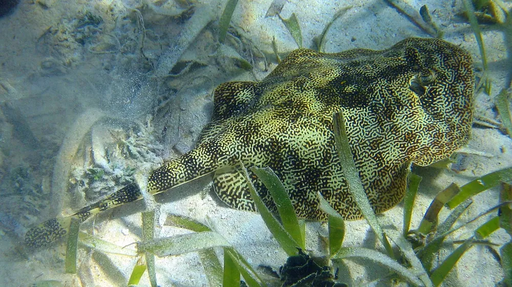 Yellow stingray ఫోటో