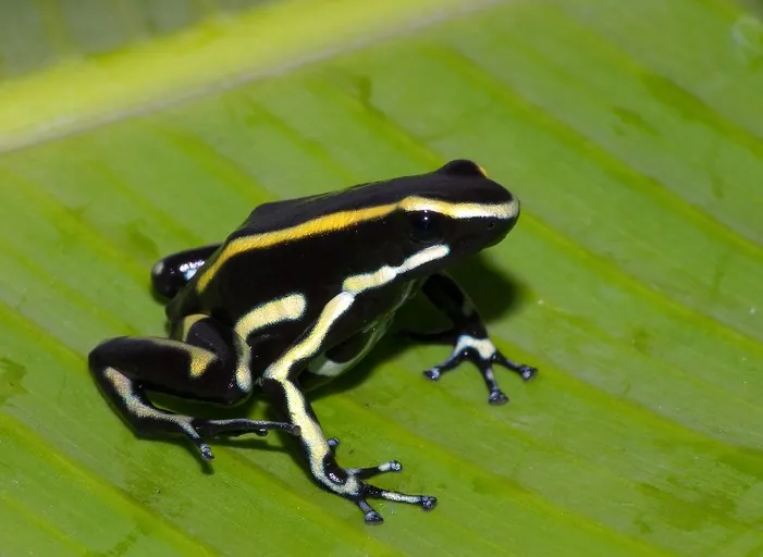 د Yellow-striped poison frog عکس