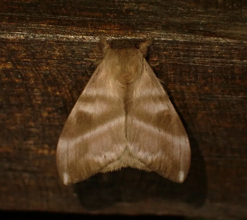 Natal Yellowtail moth of the mangroves