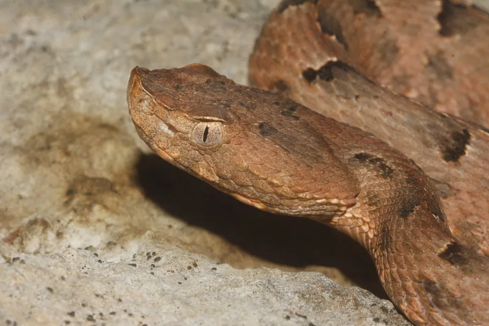 د Yucatan hognosed pitviper عکس
