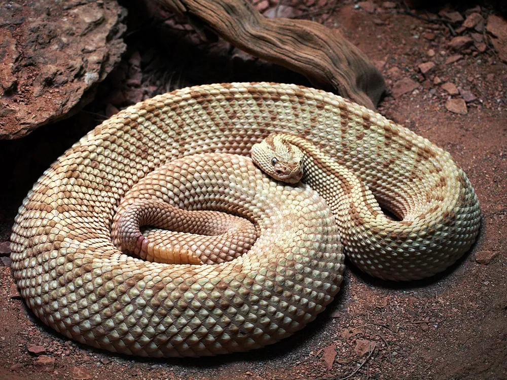 عکس Yucatan neotropical rattlesnake