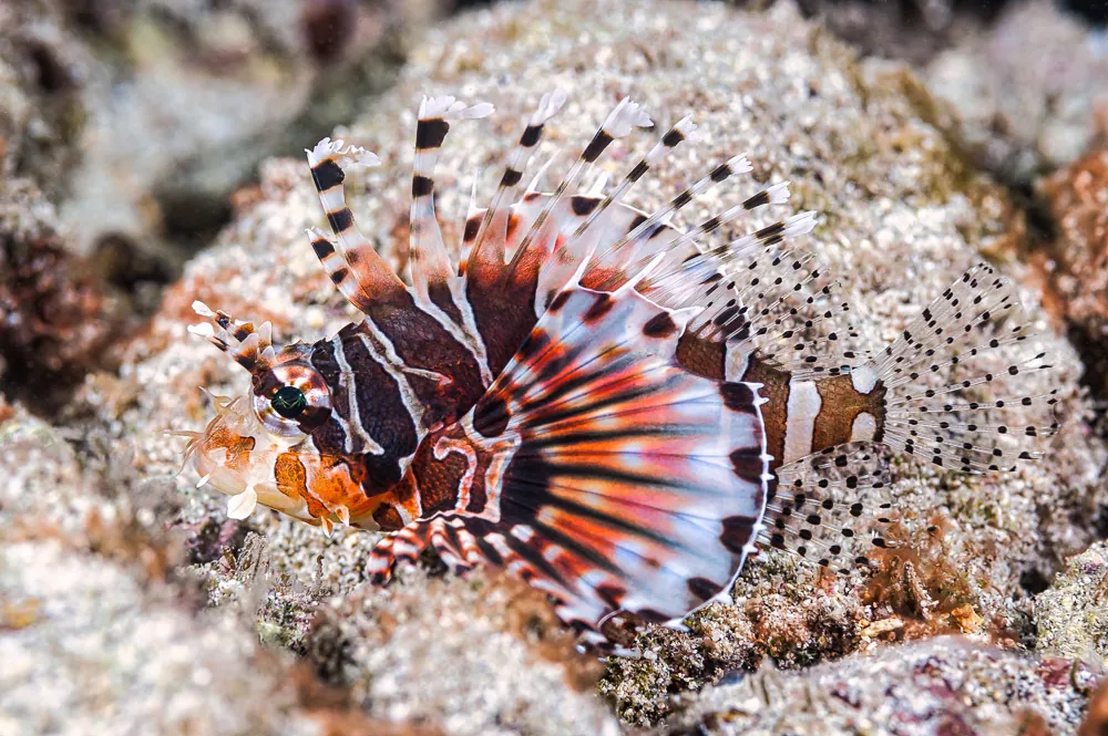 ภาพของZebra lionfish