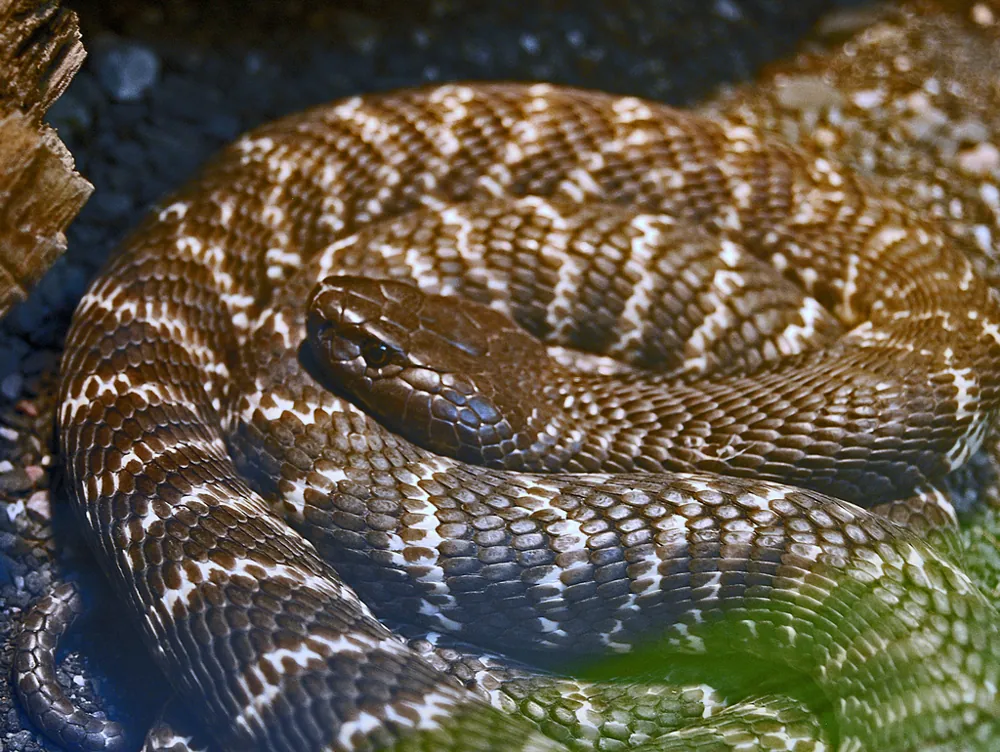 عکس Zebra spitting cobra