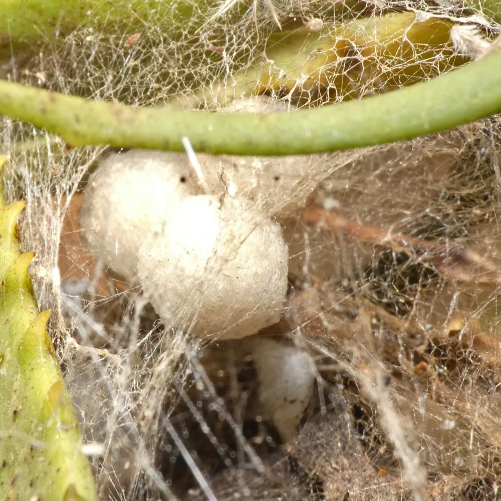 Foto de Zimbabwe brown button spider